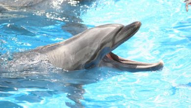 Dolphin bites spark warning on Japanese beaches