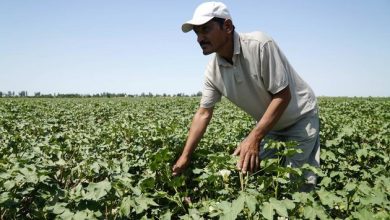 Feature: Agricultural demonstration park promotes pragmatic cooperation between China, Uzbekistan