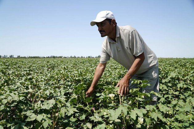 Feature: Agricultural demonstration park promotes pragmatic cooperation between China, Uzbekistan