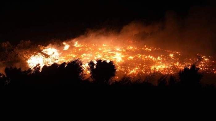 Forest fires in Türkiye under control: Minister