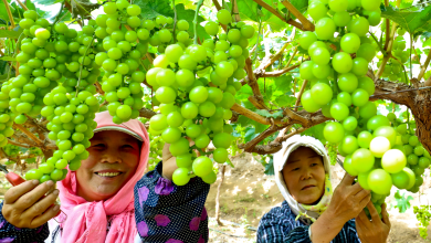 Gansu fruit farmers harvest grapes