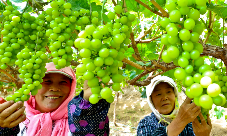 Gansu fruit farmers harvest grapes