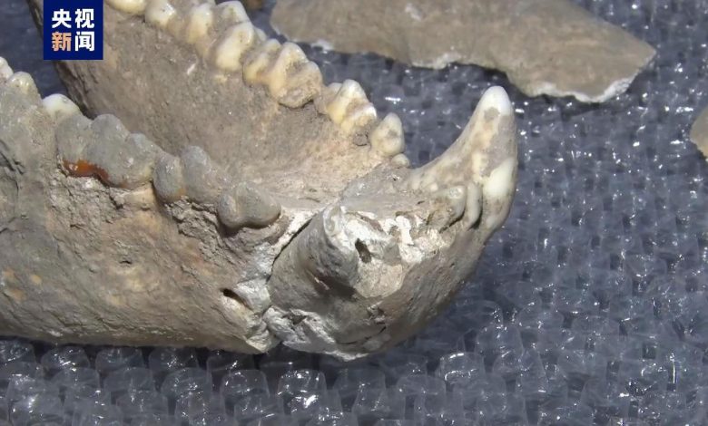 Giant panda fossil with nearly complete skeleton unearthed in NW China