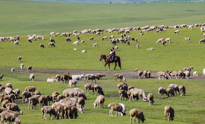 Hulun Buir Grassland: A verdant paradise in Inner Mongolia