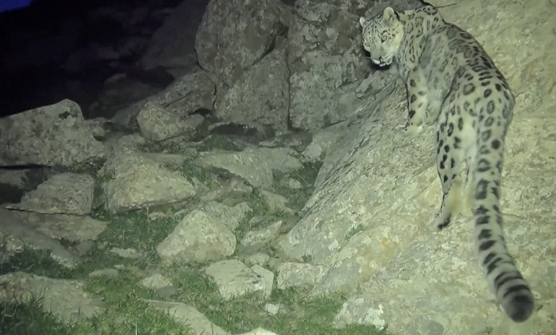 Infrared cameras capture snow leopards and their neighbors in N China