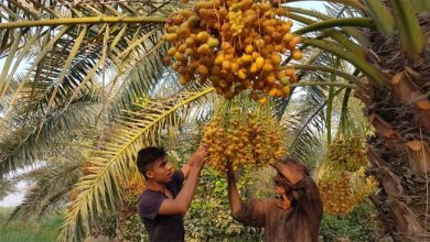 The chairman of the National Date Association of Iran said that Iran, after Egypt, is the second largest producer of dates in the world, and stands in the first rank in terms of variety of dates.