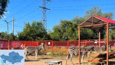 Karagandy Zoo Welcomes New Animals From Africa