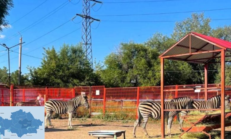 Karagandy Zoo Welcomes New Animals From Africa