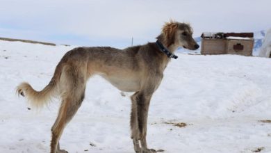 Kazakh Scientists Develop Database of Ancient Dog Breeds