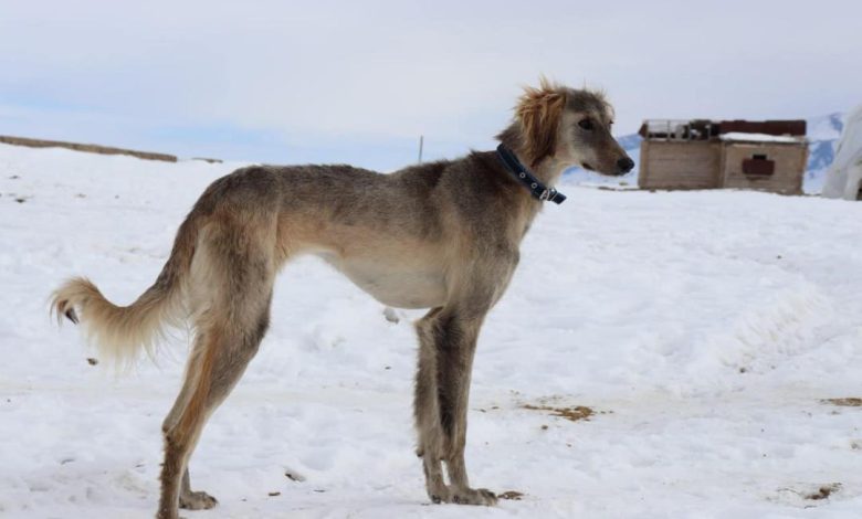 Kazakh Scientists Develop Database of Ancient Dog Breeds