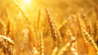 Kazakhstan Ready to Increase Grain Exports to Three Million Tons to China