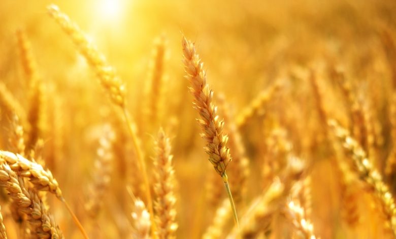 Kazakhstan Ready to Increase Grain Exports to Three Million Tons to China