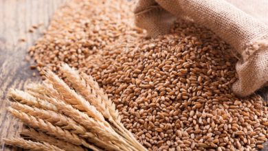 Kazakhstan bans wheat import - AKIpress News Agency