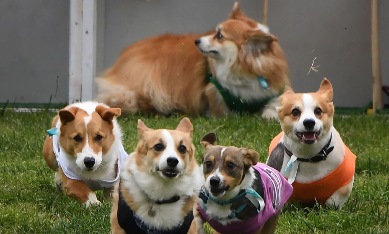 Live: Dogs and owners gather in Lithuania for corgi race, fashion show