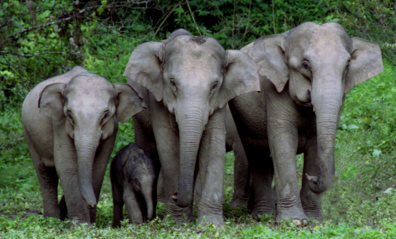 Live: Join the celebration of Asian elephants' birthday in SW China