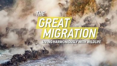 Live: The Great Migration – Harmony between man and nature