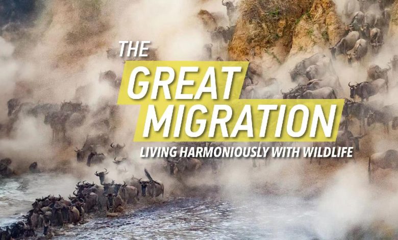 Live: The Great Migration – Harmony between man and nature