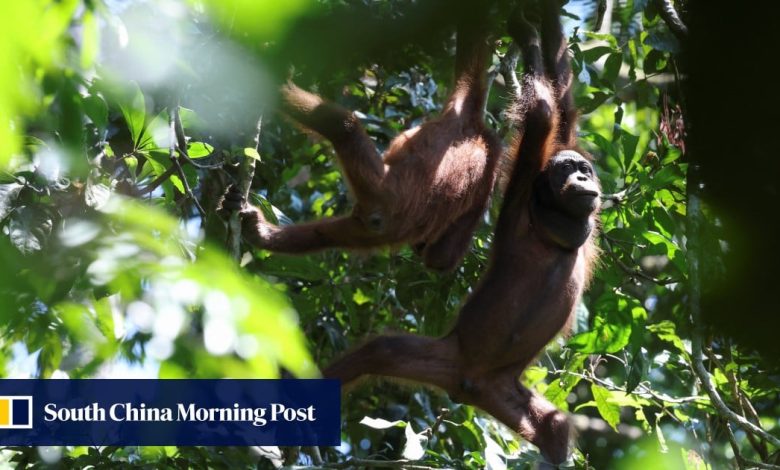 Malaysia swings away from shipping apes abroad in orangutan diplomacy rethink