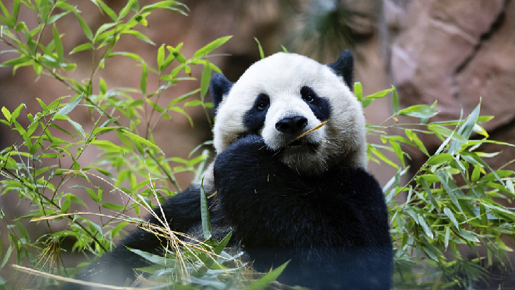 Meet San Diego's newest panda pals