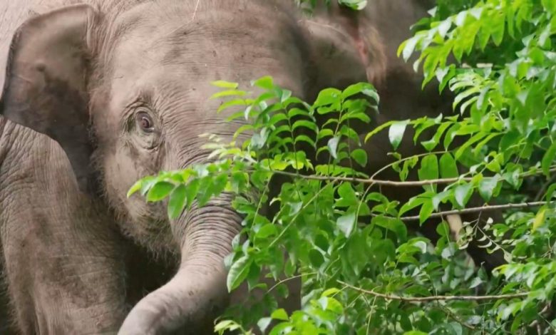 More Asian elephants reintroduced to the wild in SW China's Yunnan