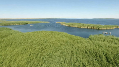 Once dried-up lake in Inner Mongolia resumes vitality