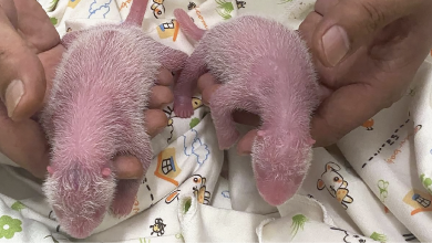 Panda twins born in Hong Kong