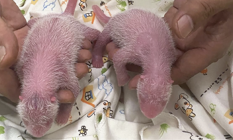 Panda twins born in Hong Kong