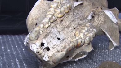 Rare giant panda fossil discovered in a limestone cave in Shaanxi