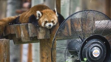 Red panda’s way of cooling down