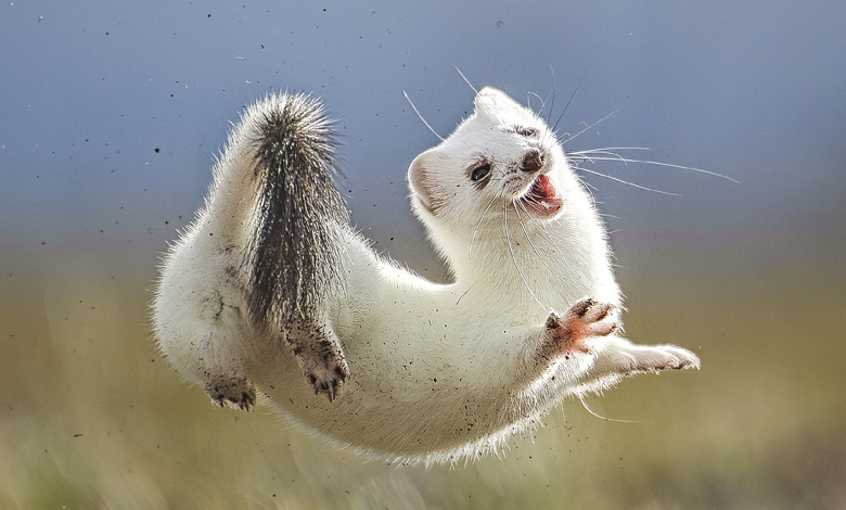 Research on stoat behavior helps New Zealand's predator control