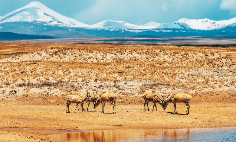 Witnessing Tibetan antelopes along the Qinghai-Xizang Highway