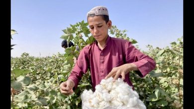 AFGHANISTAN-KANDAHAR-COTTON HARVEST