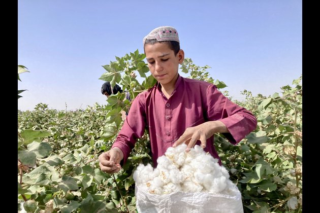 AFGHANISTAN-KANDAHAR-COTTON HARVEST