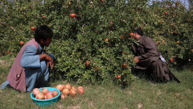 Asia Album: Harvest time for pomegranates in Afghanistan