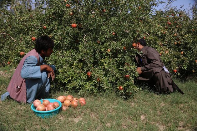 Asia Album: Harvest time for pomegranates in Afghanistan