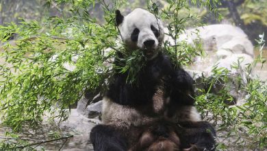 Beloved panda pair returns to China after 13 years in Tokyo