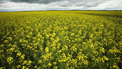 China begins anti-dumping probe into Canadian rapeseed