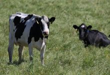 China dairy farms swim in milk as fewer babies, slow economy cut demand