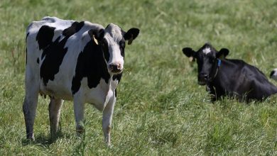 China dairy farms swim in milk as fewer babies, slow economy cut demand