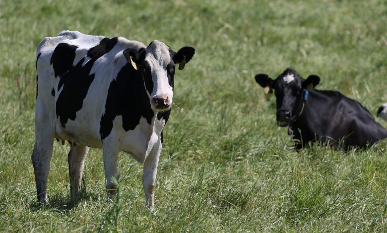 China dairy farms swim in milk as fewer babies, slow economy cut demand