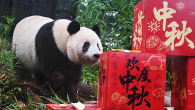 Giant pandas 'celebrate' Mid-Autumn Festival in Sichuan