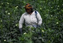 India's monsoon rains hit four-year high in boost to crop output