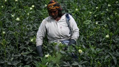 India's monsoon rains hit four-year high in boost to crop output