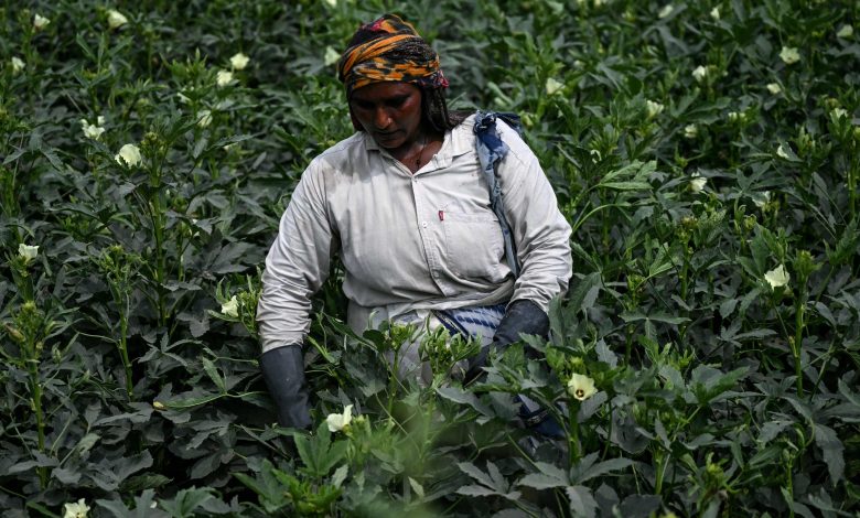 India's monsoon rains hit four-year high in boost to crop output