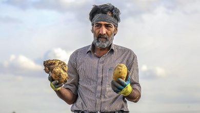 The value of Iran’s potato exports reached $52 million during the first five months of the current Iranian calendar year