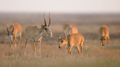 Kazakhstan and Uzbekistan Strengthen Ties to Protect Migratory Wildlife 