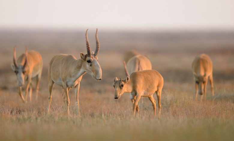 Kazakhstan and Uzbekistan Strengthen Ties to Protect Migratory Wildlife 