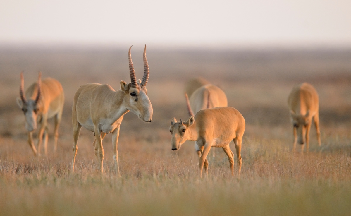 Kazakhstan and Uzbekistan Strengthen Ties to Protect Migratory Wildlife