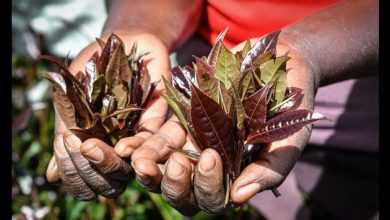 Kenya's tea export earnings up 18 pct in H1 2024