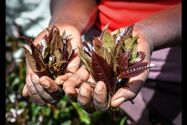 Kenya's tea export earnings up 18 pct in H1 2024